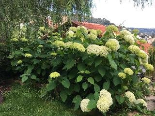 Skylark Bed & Breakfast - foto 4