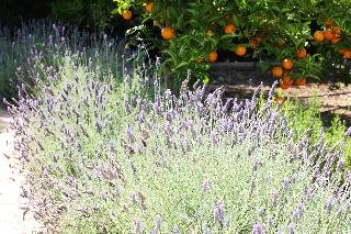 Ca's Curial - photo 2